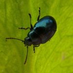  Insetti parassiti di cavoli in piena terra