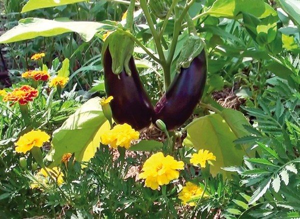  Melanzana di quartiere utile sul giardino