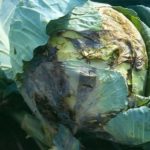  Le malattie più comuni di cavolo