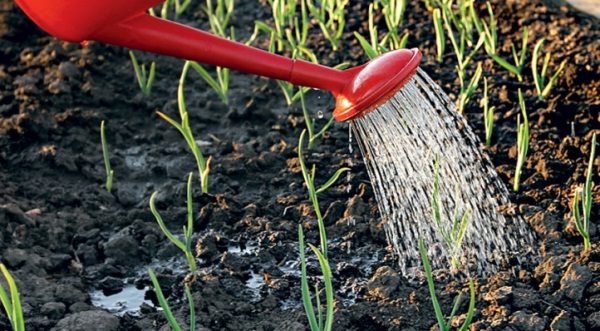  Nella prima fase di sviluppo, l'aglio primaverile crea una massa verde, quindi l'irrigazione dovrebbe essere abbondante