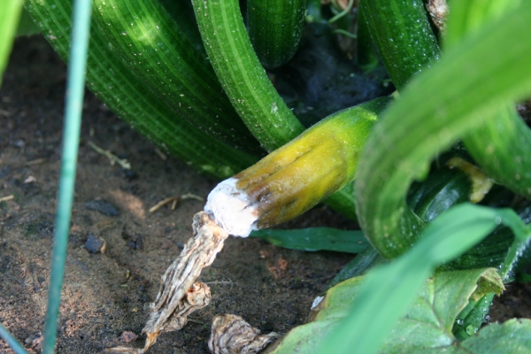  Zucchini marci grigi
