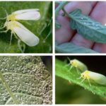  Insetti parassiti di cavoli in piena terra