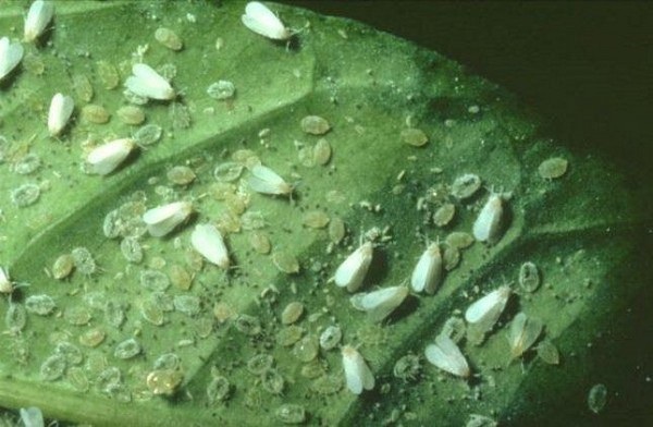  Modo popolare per affrontare la mosca bianca