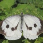  Insetti parassiti di cavoli in piena terra