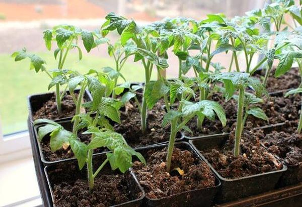  Pentru plantarea de roșii Betta în sol este potrivit pentru răsaduri de 30 de zile