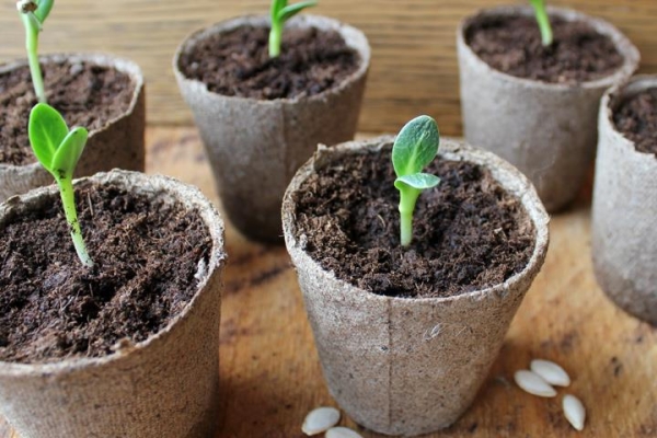  In the seedling method of cultivation, the soil should be taken from the bed where young saplings will be planted later.