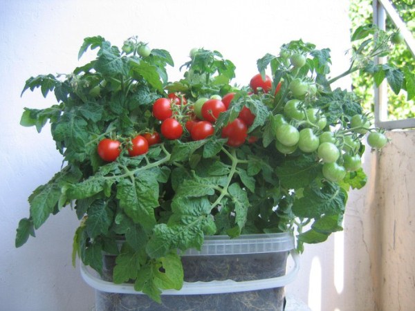 Bonsai de qualidade de tomate