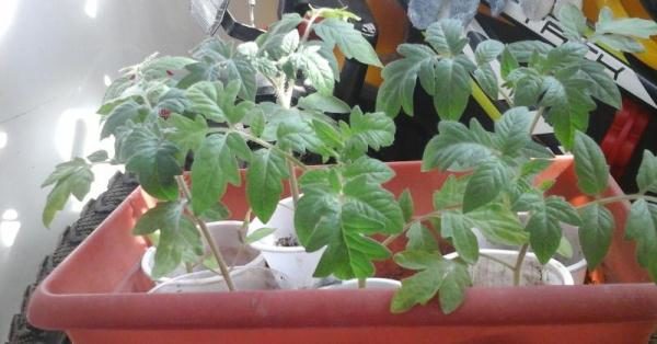  Para aumentar o rendimento de mudas de tomate Big Mommy precisa ser endurecido antes de plantar no solo