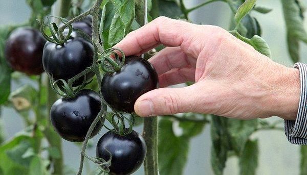  Variedades de tomate preto