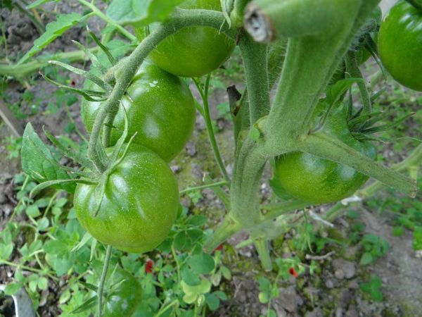 Até a plena maturidade, os tomates pretos são da mesma cor dos tomates normais.