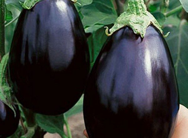  Melanzana bellezza nera