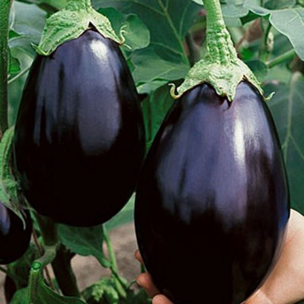  Melanzana bellezza nera