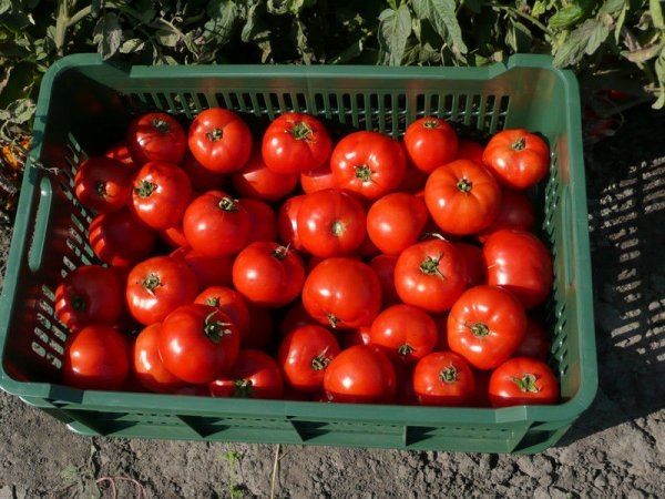  Debido a su densa cáscara, la variedad resiste perfectamente el transporte y el almacenamiento.