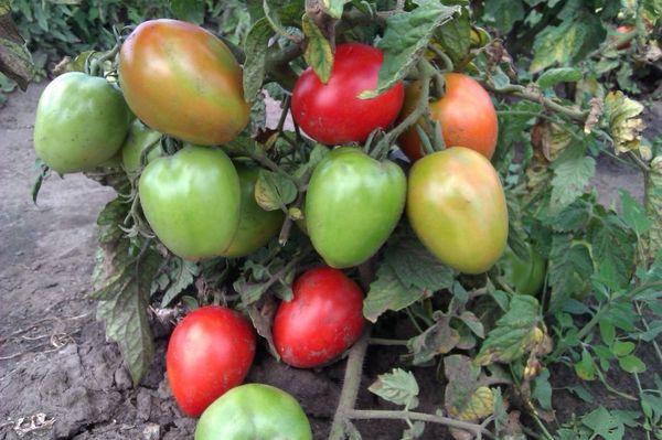  Lutador de tomate