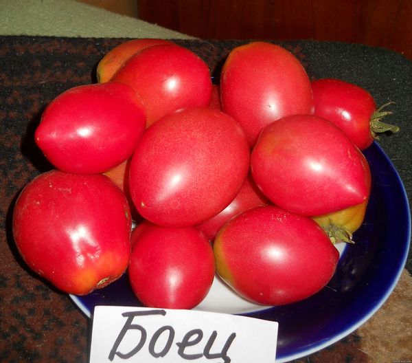  Variedade de tomate O lutador tem frutas pesando 80-180 gramas