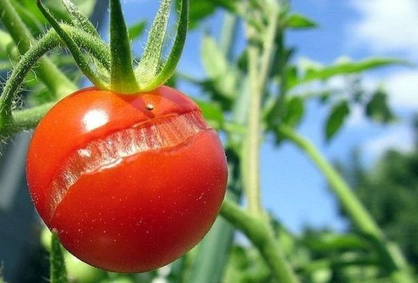  Craqueamento do fruto do Buyane pode ocorrer devido à alta umidade