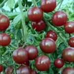 Descrição e características da variedade vermelha de cereja