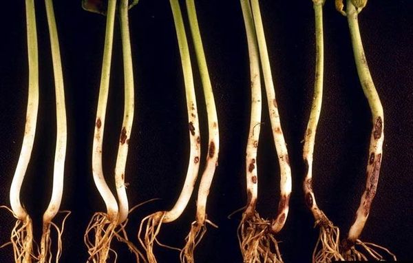 Le malattie più comuni di cavolo