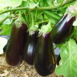  Varietà precoci di melanzane