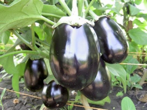  Frutti di melanzana Bella forma ellittica nera con una pelle lucida viola scuro