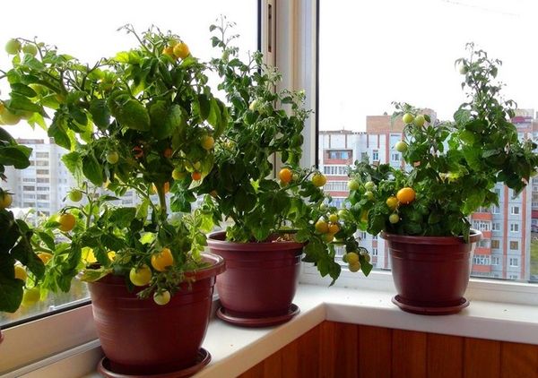  Cultivando un tomate cherry en el alféizar de la ventana.