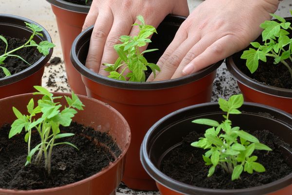  Brotos de cereja aparecem em vasos 5-7 dias após o plantio