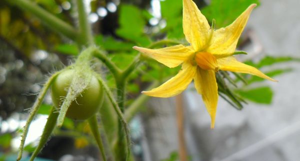  Os tomates cereja são autopolinizados, mas em casa podem precisar de ajuda.