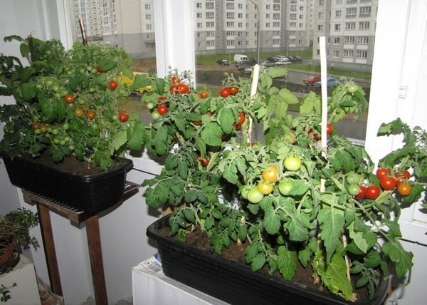  Se não houver luz suficiente no inverno, será necessária iluminação adicional para o cultivo de cerejas