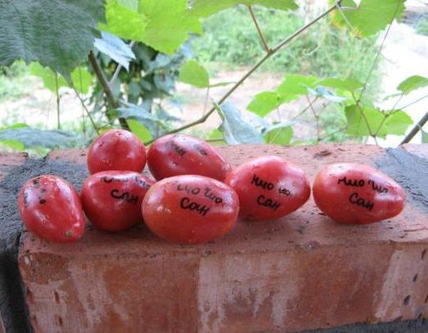  Peso de tomate - cerca de 40 gramas