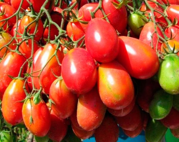  Os frutos de Chio Chio San podem amadurecer mesmo após a colheita.