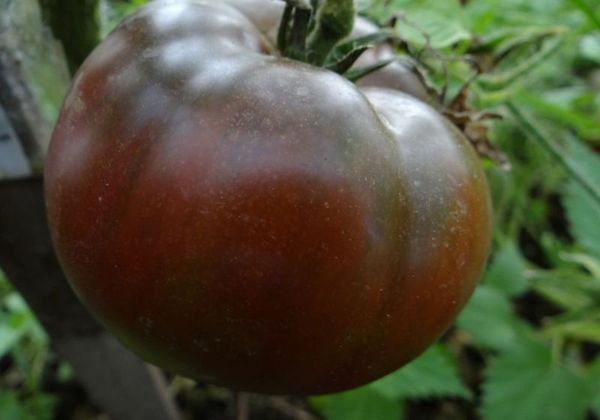  Tomate De Chocolate