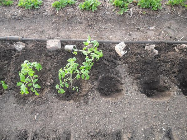  Mudas de tomate são plantadas no solo em meados de maio.