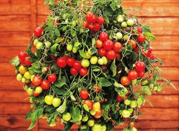  Tomate Ampel