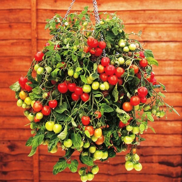  Tomate Ampel