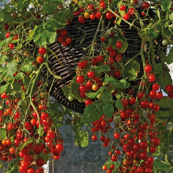  Ampel tomate cresce bem mesmo à sombra
