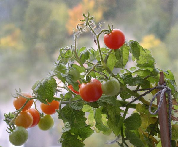  Agulhas de tomate com agulha, podem ser deixadas 1 ou 2 hastes