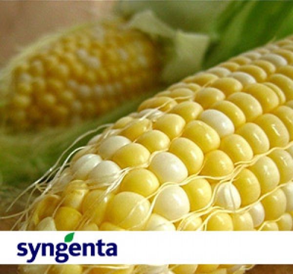  Syngenta