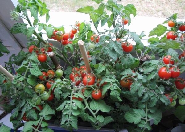  Cultivando um tomate no peitoril da janela