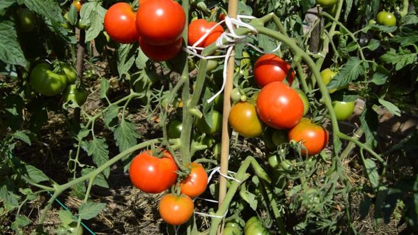  Variedades de tomate Morador de verão