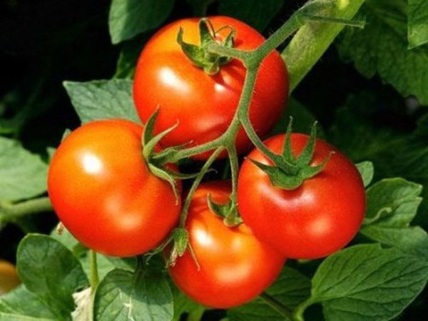  O peso dos jardineiros de frutas cerca de 150 gramas