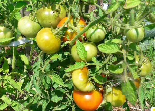  O cultivo de uma variedade é possível em qualquer região da Rússia