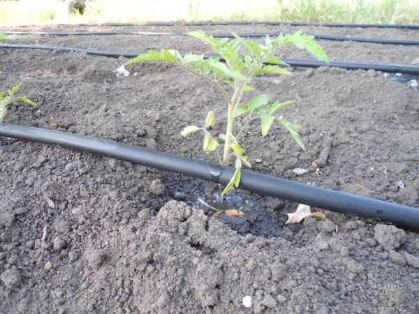  Rega arbustos de cabana de verão precisa de pelo menos 2 vezes por mês