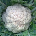  Descrizione delle varietà di cavolfiore precoce