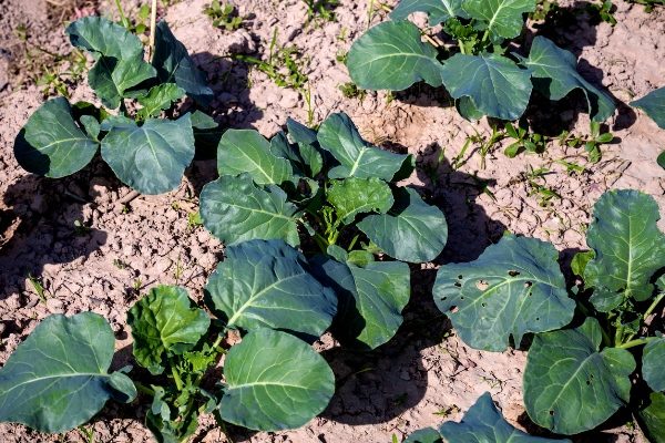  Το κρεβάτι με το λαχανικό Romanesco πρέπει να αποχρεωθεί, χαλαρώνοντας το έδαφος