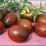  As variedades mais populares de tomates