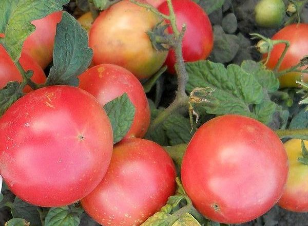  Variedade de Tomate Demidov