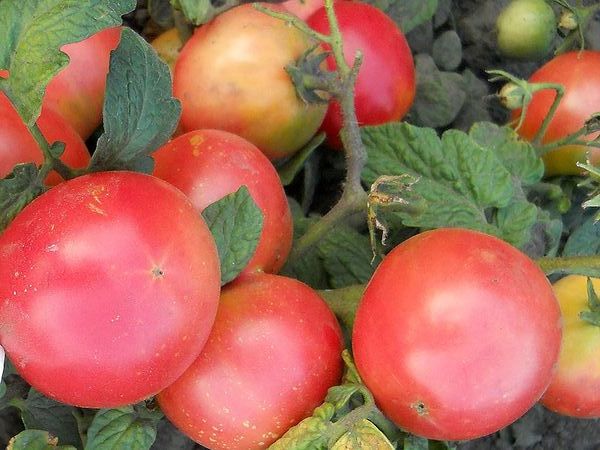  Variedade de Tomate Demidov
