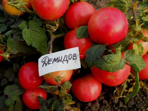  Tomate Demidov precisa fértil trama bem iluminada do solo