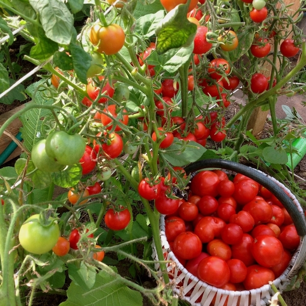  Proaspăt crescut de tomate Countryman