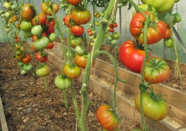  Tomato Variety Rose Wild